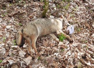 Ipotesi avvelenamento per 5 lupi trovati morti ad Alfedena